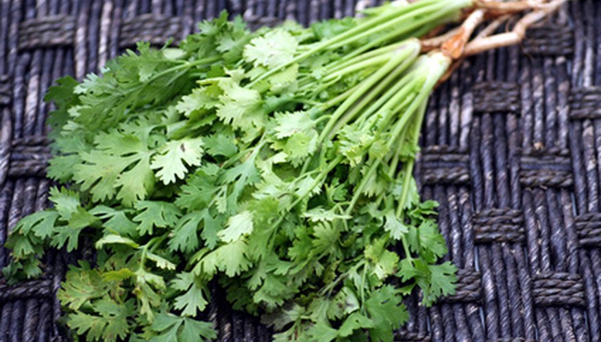 Cilantro is a cool-season crop. Cilantro is a cool-season crop.