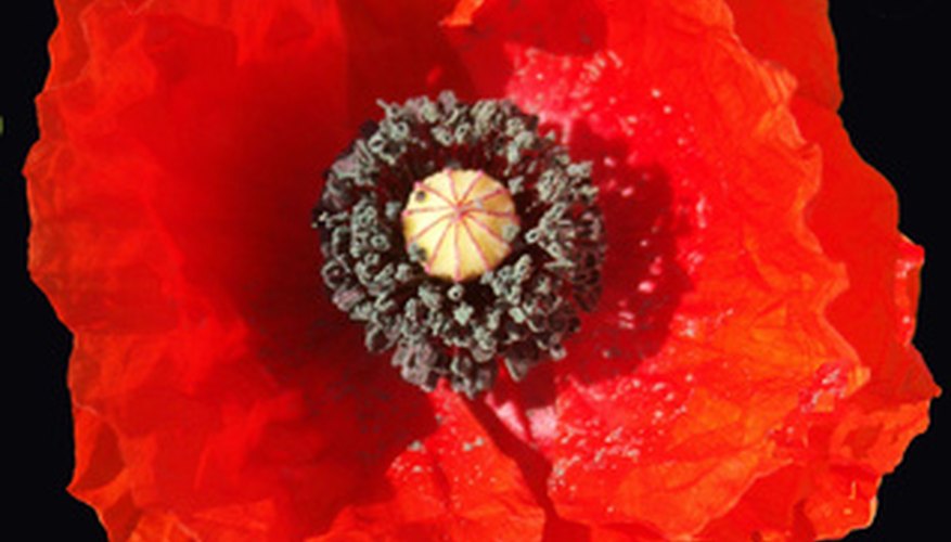 Flanders poppy is bright red. Flanders poppy is bright red.