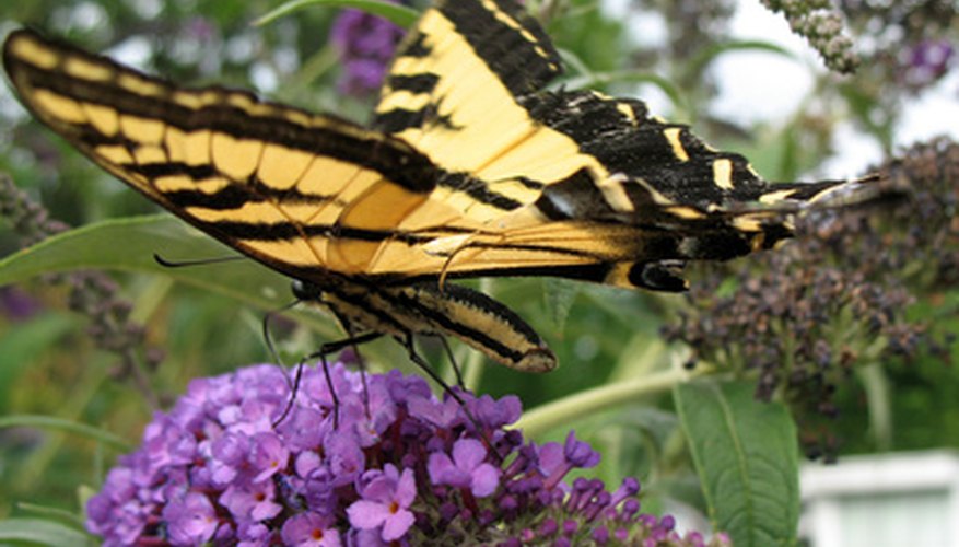 Plants That Attract Butterflies In Georgia