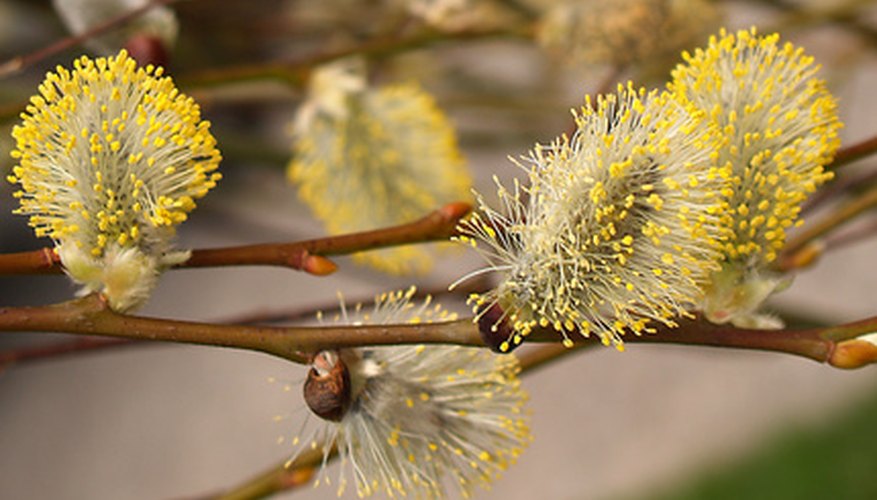 Bright yellow catkins on certain varieties of willows provide a burst of color to the landscape. Bright yellow catkins on certain varieties of willows provide a burst of color to the landscape.