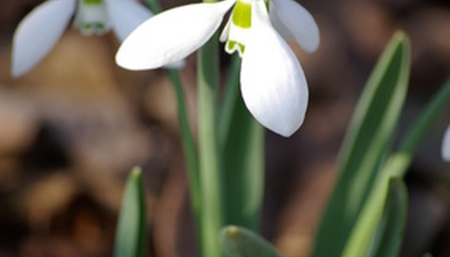 Snowdrops emerge early in the spring. Snowdrops emerge early in the spring.