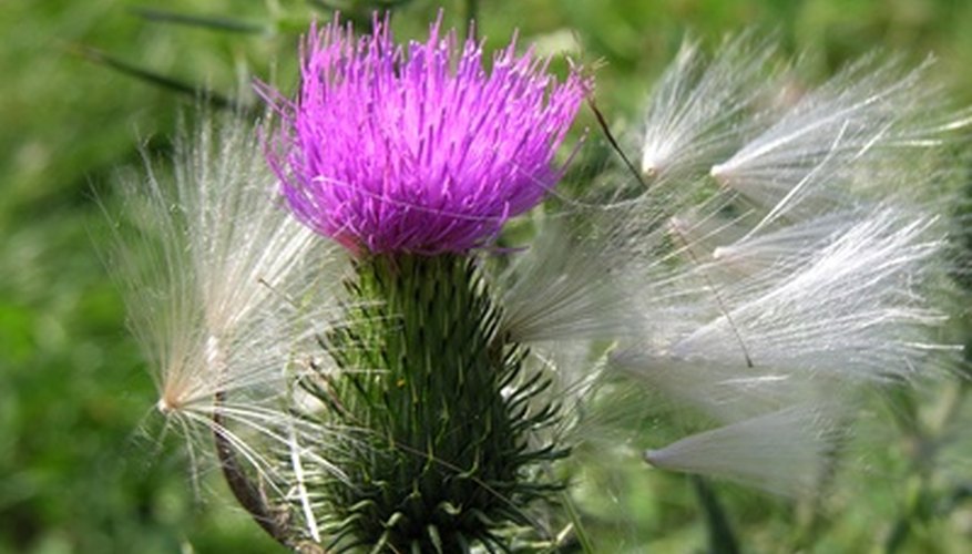 Noxious thistle weed Noxious thistle weed