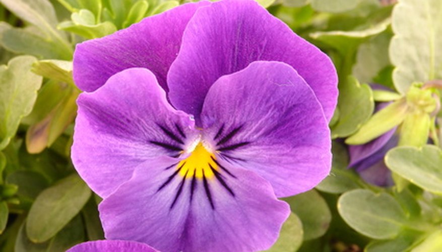 Control Johnny jump-up jubilee flowers in a garden. Control Johnny jump-up jubilee flowers in a garden.