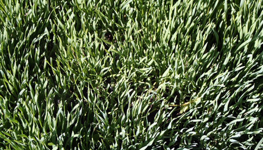 St. Augustine grass has a coarse texture. St. Augustine grass has a coarse texture.