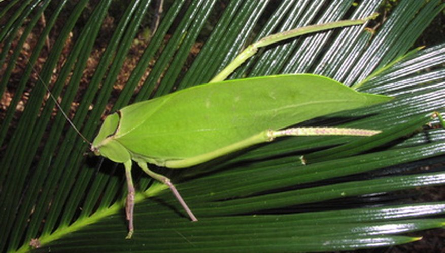 Sometimes the leaf bug is barely distinguishable from the leaf it is resting on. Sometimes the leaf bug is barely distinguishable from the leaf it is resting on.