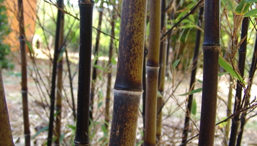Black Bamboo Black Bamboo
