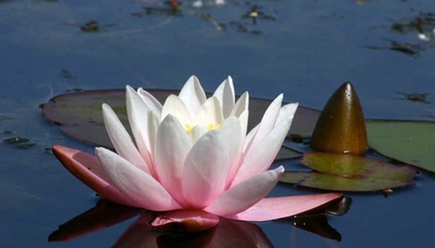 Water lily flowers can be pink, yellow or white. Water lily flowers can be pink, yellow or white.