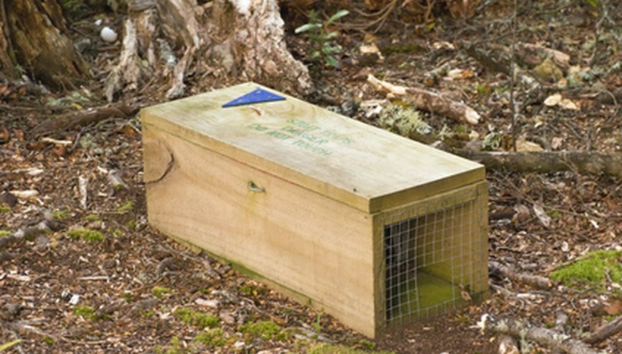 How To Trap Rabbits In Garden How to Build a Simple Rabbit Trap | Sciencing