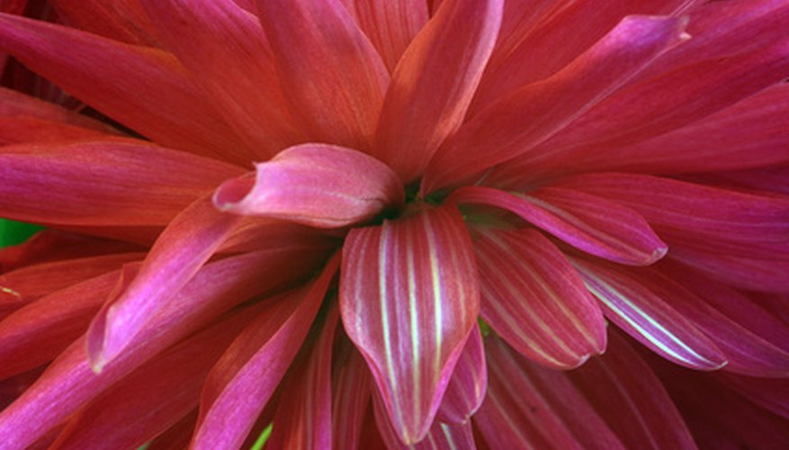 Pretty in pink, but not the elusive black dahlia. Pretty in pink, but not the elusive black dahlia.