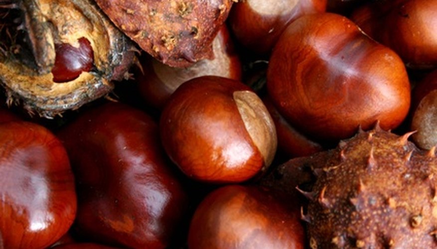 Use conkers to make Viking soap. Use conkers to make Viking soap.