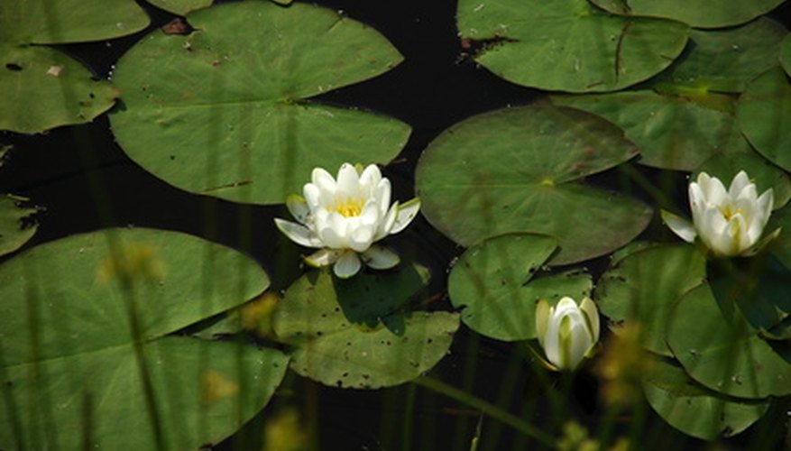 Water lilies range in size from 1 to 12 inches. Water lilies range in size from 1 to 12 inches.