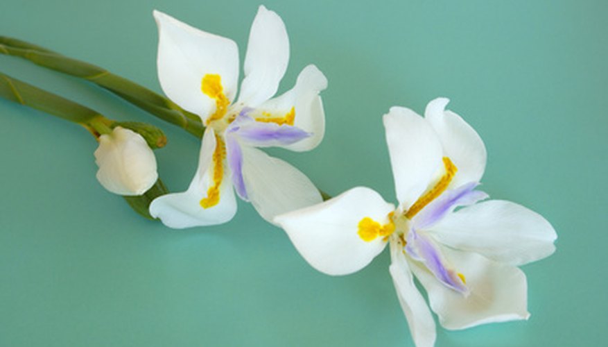 A pair of cheery African irises A pair of cheery African irises