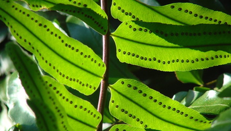 Sporangia are easy to see on the underside of the blade. Sporangia are easy to see on the underside of the blade.