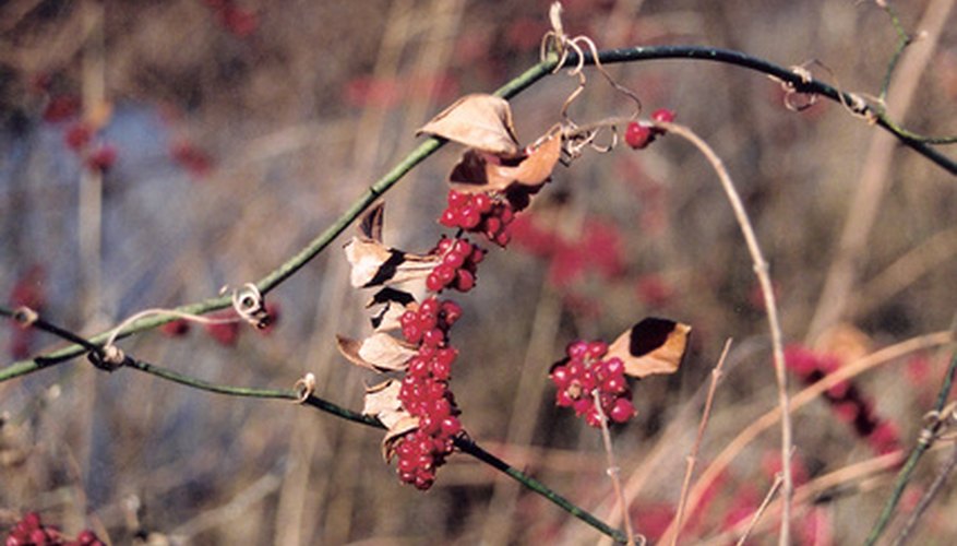 Missouri plants ready for autumn. Missouri plants ready for autumn.