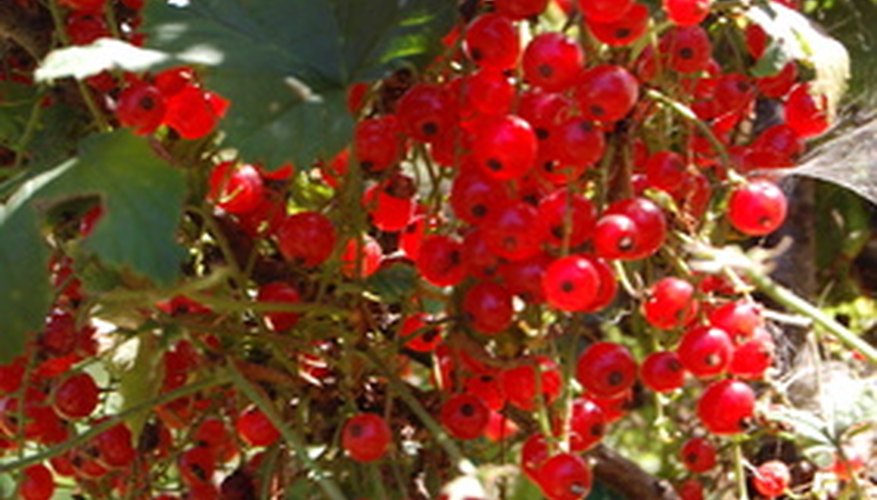 The currant tree The currant tree