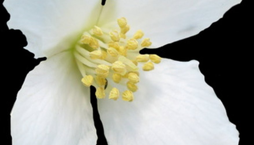 On many species, the simple white flowers of the mock orange shrub are highly fragrant. On many species, the simple white flowers of the mock orange shrub are highly fragrant.