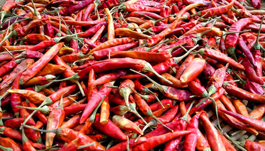 Chili peppers are hot but not near as hot as some other peppers. Chili peppers are hot but not near as hot as some other peppers.