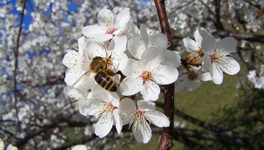 Wild black cherries can grow in Florida. Wild black cherries can grow in Florida.