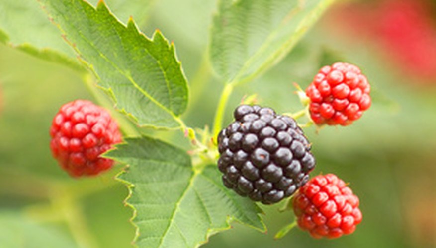 This variety shows the three-leaf pattern and blackberries in several stages of ripeness. This variety shows the three-leaf pattern and blackberries in several stages of ripeness.
