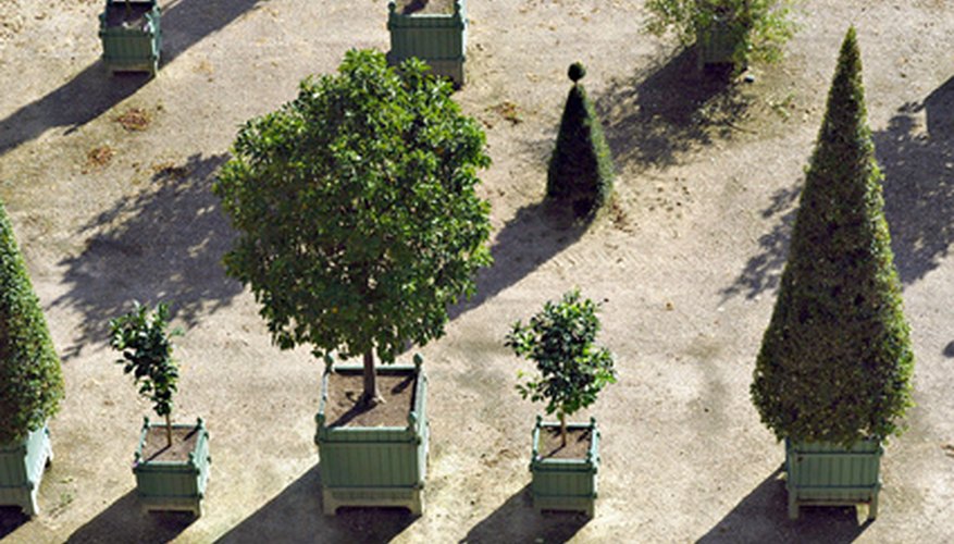 Grown in pots, bay trees are often used as topiary trees. Grown in pots, bay trees are often used as topiary trees.