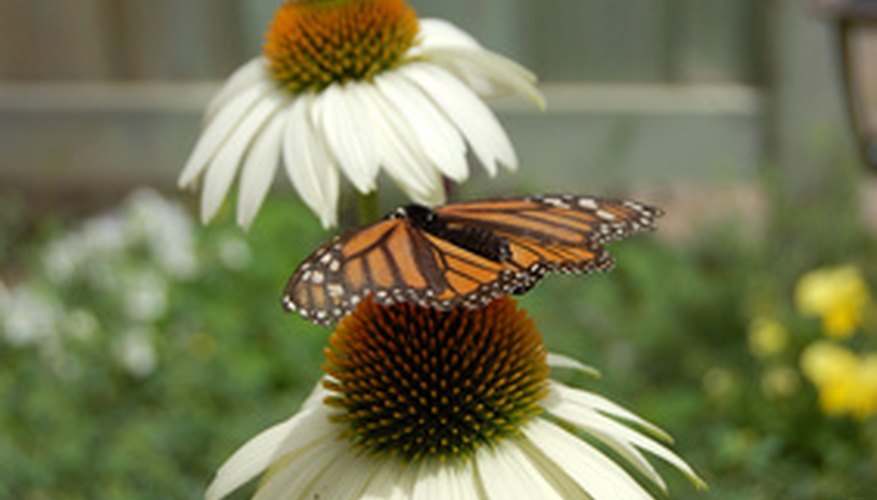 Coneflowers and butterflies Coneflowers and butterflies