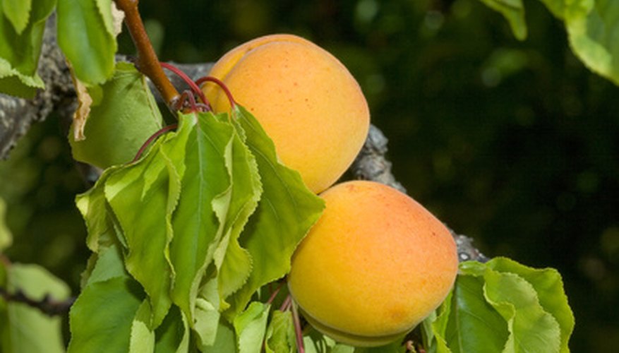 Royal apricots are commercially grown. Royal apricots are commercially grown.