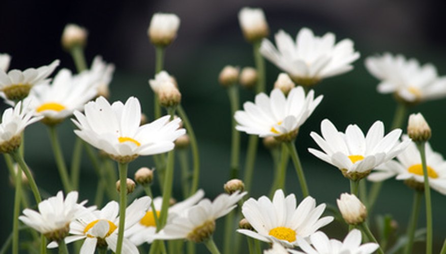 Shasta daisies return each year in larger clumps. Shasta daisies return each year in larger clumps.
