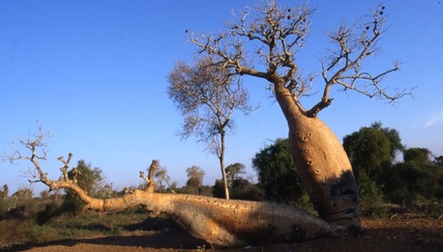 Baobab tree Baobab tree