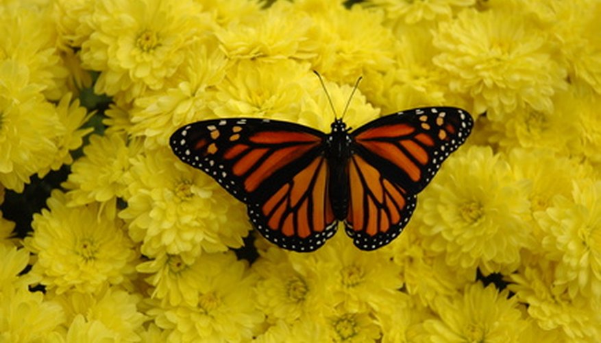 A butterfly rests on a cluster of mums. A butterfly rests on a cluster of mums.