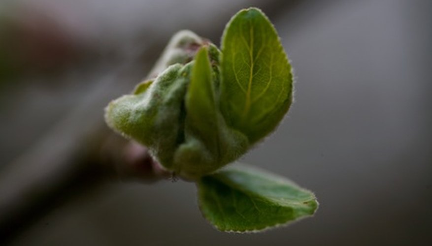 Cutting, or pruning, promotes new growth on fruit trees. Cutting, or pruning, promotes new growth on fruit trees.
