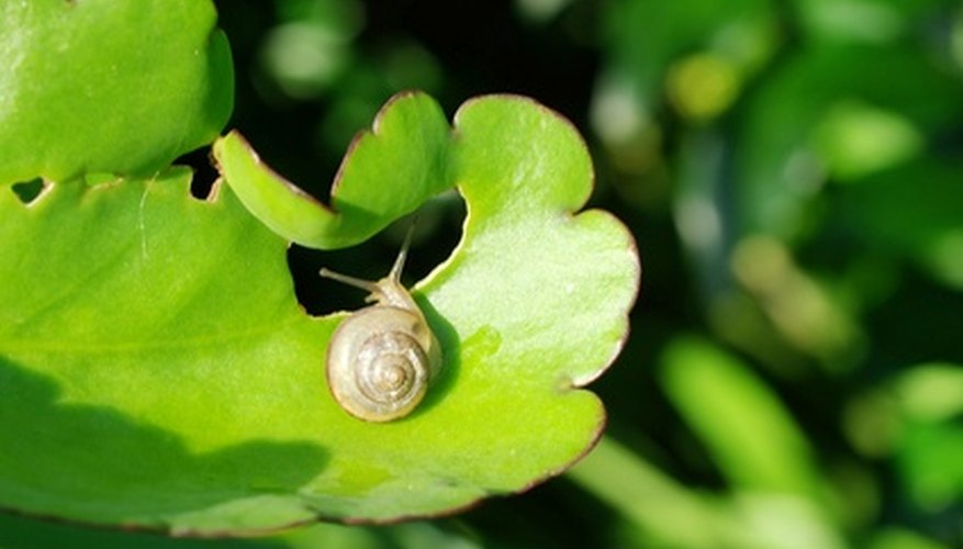 Snails leave slime trails and chew leaves of plants. Snails leave slime trails and chew leaves of plants.