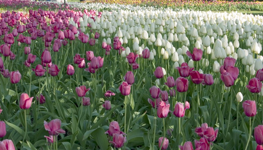 Tulips are one of the most popular spring bulbs. Tulips are one of the most popular spring bulbs.