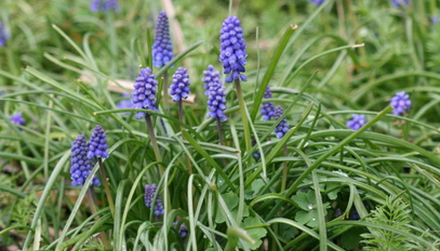 Ajuga is a spring-blooming shade groundcover. Ajuga is a spring-blooming shade groundcover.