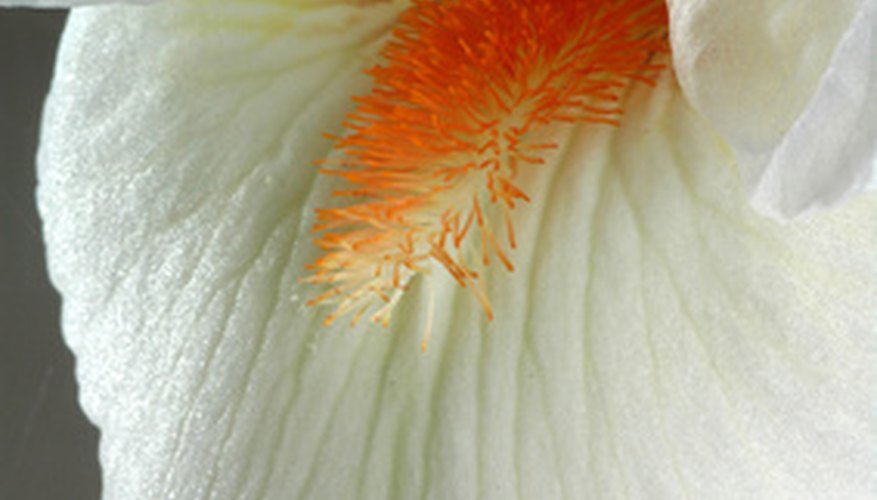 Iris beard in orange Iris beard in orange