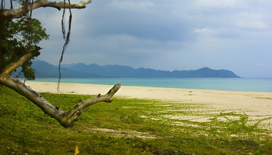 The Philippines hosts a variety of plants in its tropical environment. The Philippines hosts a variety of plants in its tropical environment.