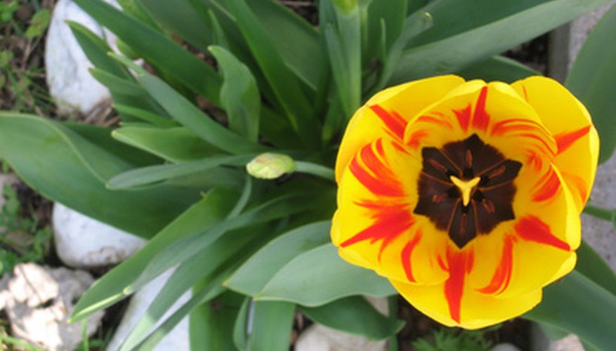 Don't fret. Tulip bulbs can be planted in February. Don't fret. Tulip bulbs can be planted in February.