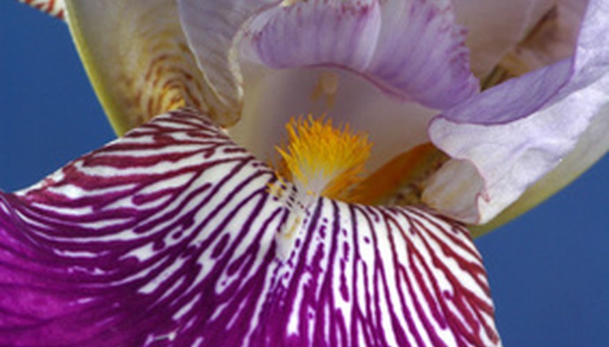 Iris falls Iris falls