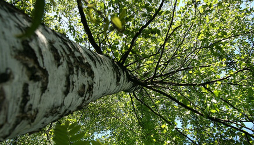 It's OK if your birch tree leaches sap. It's OK if your birch tree leaches sap.