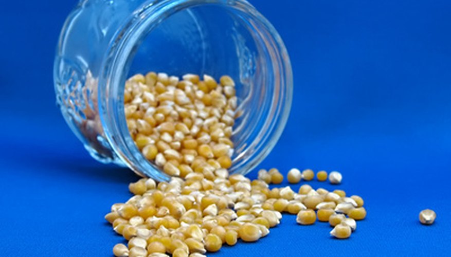 Dried corn seed Dried corn seed
