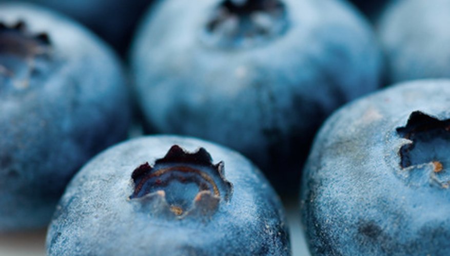 Harvested blueberries Harvested blueberries