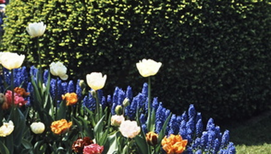 Flowers add color to a landscape. Flowers add color to a landscape.