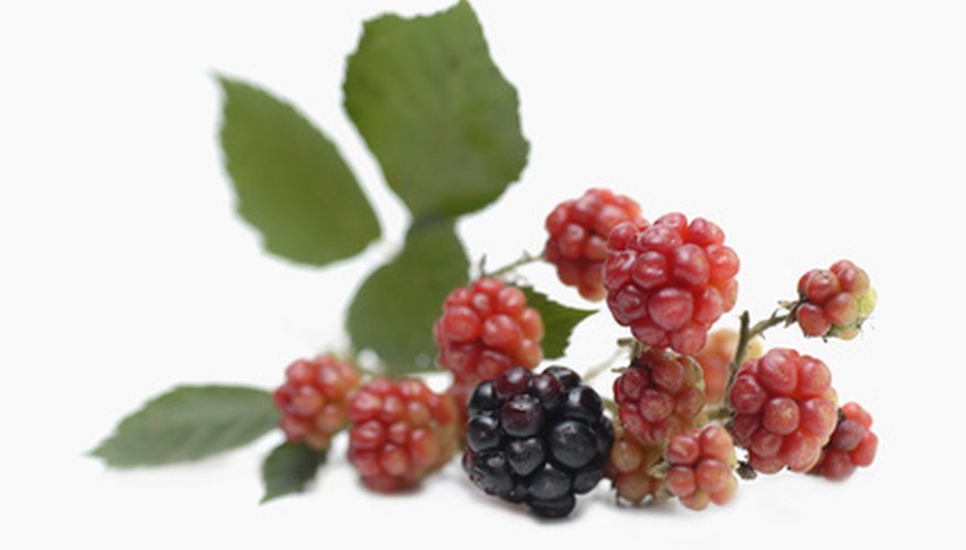 Black raspberries are happy growing near black walnuts. Black raspberries are happy growing near black walnuts.