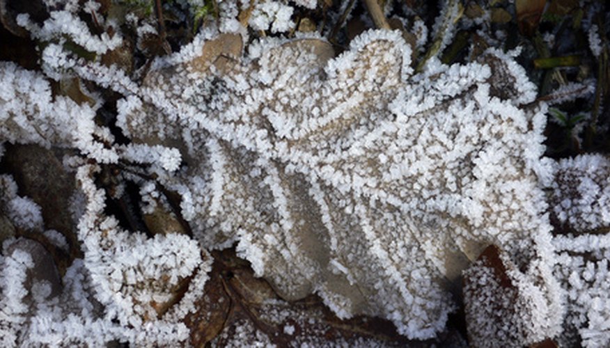 leafy vegetables are vulnerable to frost in inland regions. leafy vegetables are vulnerable to frost in inland regions.