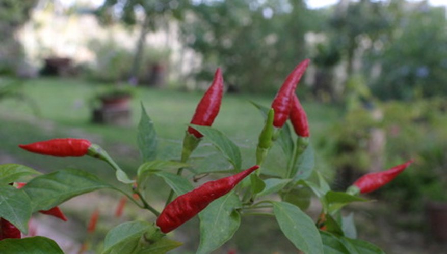 Peppers will grow year-round in warmer areas of the state. Peppers will grow year-round in warmer areas of the state.