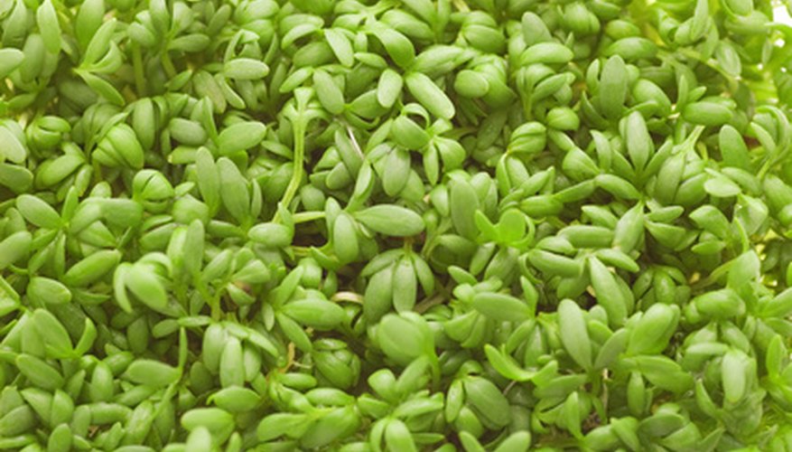 Watercress can be found in Ohio's waterways. Watercress can be found in Ohio's waterways.