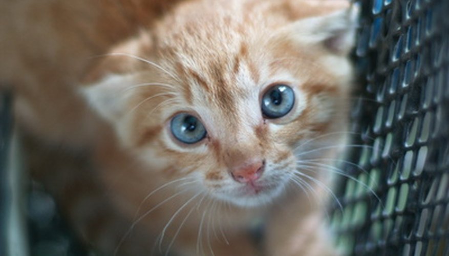 Encourage cats to be familiar with the baby. Encourage cats to be familiar with the baby.
