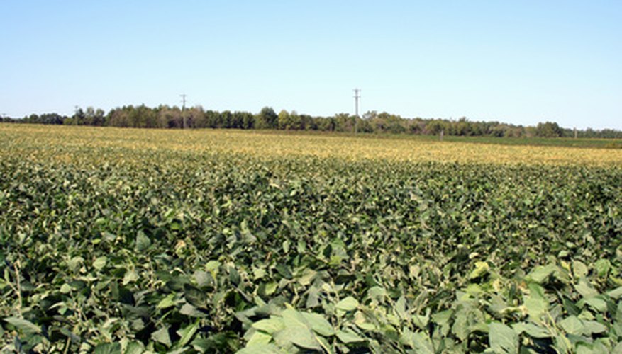 Peanut plants are a legume source of nutritious hay and silage. Peanut plants are a legume source of nutritious hay and silage.