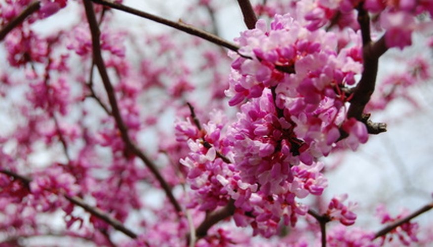 Lilac Lilac