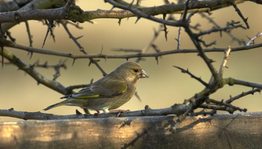 Songbirds eat insects, seeds and fruit. Songbirds eat insects, seeds and fruit.