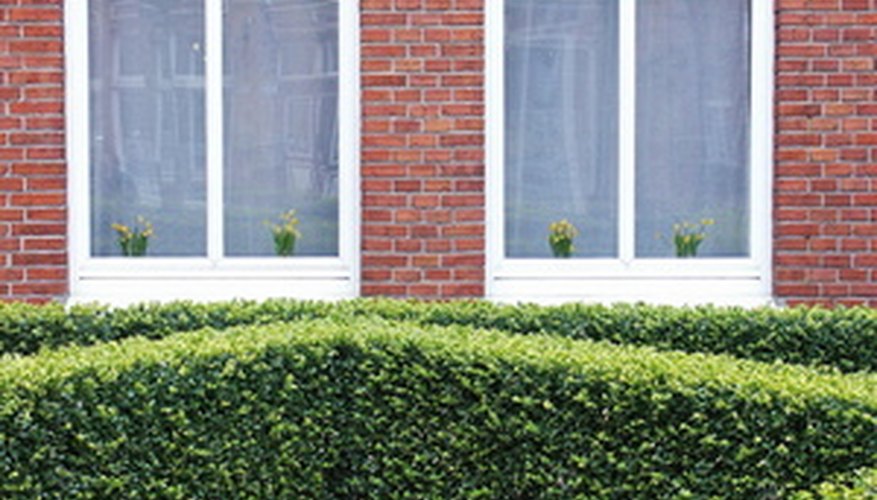 The most common use for boxwood is a tidy hedge. The most common use for boxwood is a tidy hedge.